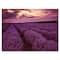 Designart - Sunrise & Dramatic Clouds Over Lavender Field III - Farmhouse Canvas Wall Art Print
